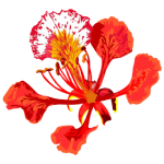 Gulmohar Tree