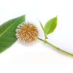 Kadamba Tree