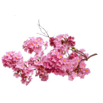 Tabebuia Rosea