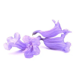 Jacaranda Tree