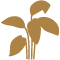 Curated Plants